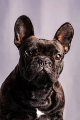 Gehorsame französische Bulldogge mit dunklem Fell und braunen Augen, die vor einem hellvioletten Hintergrund wegschauen - ADSF24843