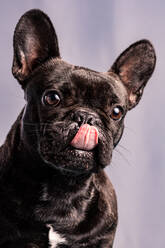 Gehorsame französische Bulldogge mit dunklem Fell und braunen Augen, die vor einem hellvioletten Hintergrund wegschauen - ADSF24844