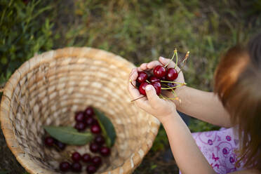 Girl holding fresh cherries over basket in backyard - ZEDF04240