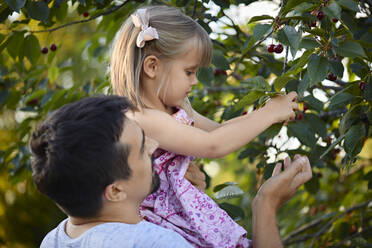 Father holding daughter picking cherries from tree in backyard - ZEDF04242