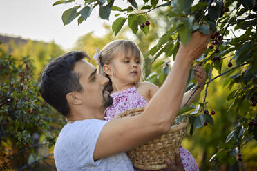 Tochter und Vater ernten Kirschen im Garten - ZEDF04243