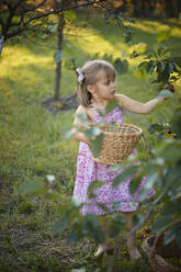 Cute girl harvesting cherries in backyard - ZEDF04244