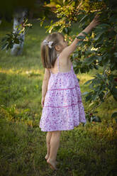 Mädchen greift nach Kirschen auf einem Baum im Hinterhof - ZEDF04245