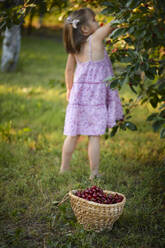 Basket of fresh cherries near girl harvesting in background - ZEDF04246