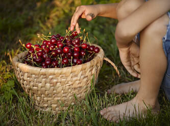 Boy sitting near basket of cherries on grass in backyard - ZEDF04248