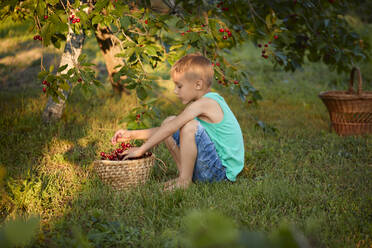 Boy picking cherries from tree in backyard - ZEDF04249