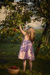 Girl picking cherries from tree in backyard - ZEDF04250