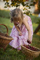 Girl keeping cherries in basket at backyard - ZEDF04253