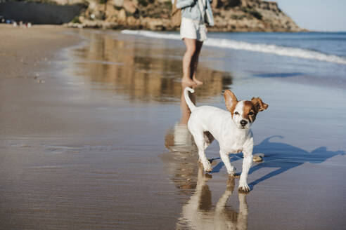 Jack Russell Terrier am Meeresufer mit Frau am Strand - EBBF04045