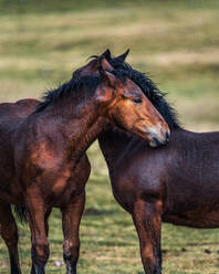 Anmutige Pferde streicheln auf verschwommenen Hintergrund der Wiese mit frischen grünen Gras in der Tageszeit - ADSF24960