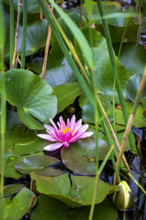 Frische rosa Seerose schwimmt im Teich - NDF01316