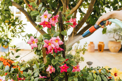 Woman watering plants through hose in garden - MGRF00296