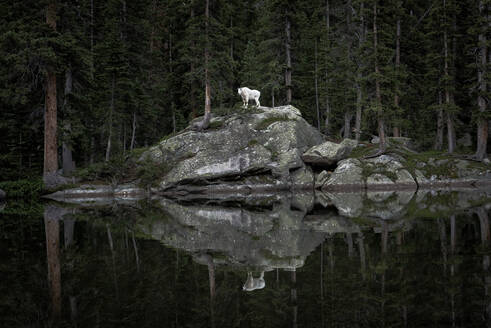 Mountain goat standing on rock at lakeshore against trees - CAVF94255