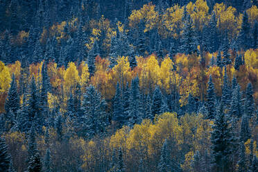 Landschaftliche Ansicht der Bäume im Winter - CAVF94258