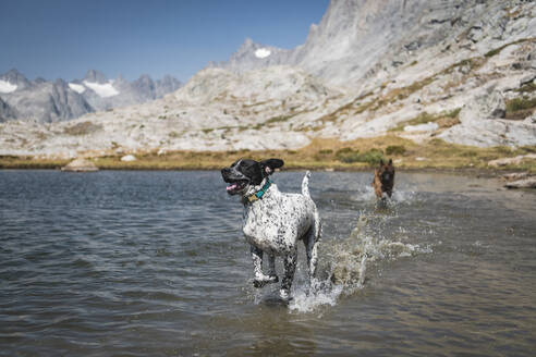 Dogs running in lake by mountain - CAVF94263