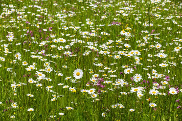 Weiße Wildblumen blühen auf der Wiese - NDF01319