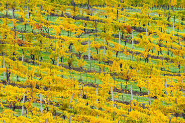 Gemusterte Reihen gelber Weinstöcke im Herbst, Panzano in Chianti, Toskana, Italien, Europa - RHPLF19792