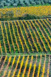 Gemusterte Linien von Weinbergen in herbstlichen Farben im Nachmittagslicht, im Hintergrund Olivenhaine, Giobbole, Toskana, Italien, Europa - RHPLF19794