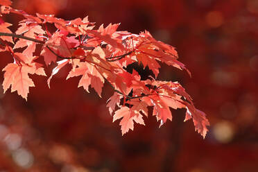 Maple tree with red-coloured autumn leaves, France, Europe - RHPLF19797