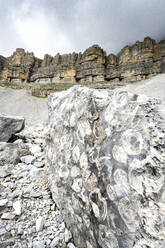 Meeresfossilien auf Felsen im geologischen Gebiet Orti della Regina, Brenta-Dolomiten, Madonna di Campiglio, Trentino, Italien, Europa - RHPLF19804