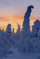 Schneebedeckte Winterlandschaft bei Sonnenuntergang, tykky, Kuntivaara Fell, Kuusamo, Finnland, Europa - RHPLF19819