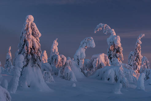 Schneebedeckte Winterlandschaft bei Sonnenuntergang, tykky, Kuntivaara Fell, Kuusamo, Finnland, Europa - RHPLF19821