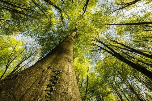 Trunks and canopy of beech trees (Fagus sylvatica), Kent, England, United Kingdom, Europe - RHPLF19823