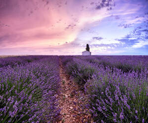 Sonnenaufgang in einem Lavendelfeld mit einem kleinen Häuschen und einem Baum, Valensole, Alpes-de-Haute-Provence, Provence, Frankreich, Europa - RHPLF19841