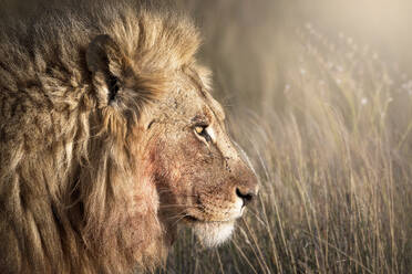 Kopfaufnahme eines männlichen Löwen (Panthera leo), Namibia, Afrika - RHPLF19846