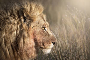 Kopfaufnahme eines männlichen Löwen (Panthera leo), Namibia, Afrika - RHPLF19846