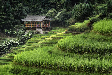 Kleines Bambushaus in den Reisterrassen von Longsheng, Guangxi, China, Asien - RHPLF19862