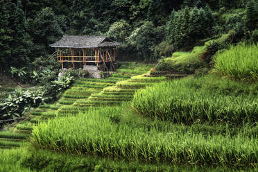 Small bamboo house in the Longsheng rice terraces, Guangxi, China, Asia - RHPLF19862