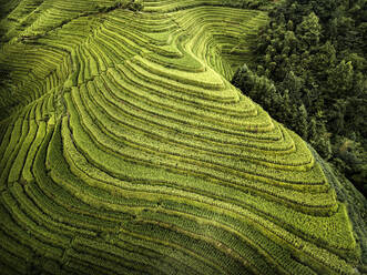 Luftaufnahme der Reisterrassen von Longsheng, aufgrund ihrer Form auch als Drachenrücken bekannt, Guangxi, China, Asien - RHPLF19866