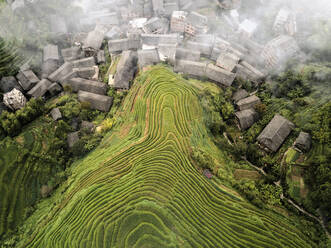 Luftaufnahme der Reisterrassen von Longsheng, aufgrund ihrer Form auch als Drachenrücken bekannt, Guangxi, China, Asien - RHPLF19867