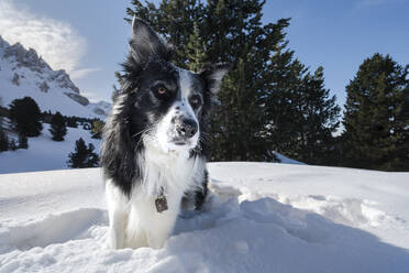 Border collie playing in the snow, Trentino-Alto Adige, Italy, Europe - RHPLF19879