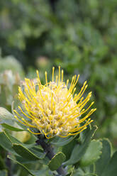 Leucospermum cuneiforme (Gewöhnliche Nadelkissen-Protea), Westkap, Südafrika, Afrika - RHPLF19892