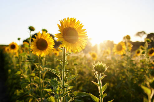 Leuchtend gelbe Sonnenblumen blühen auf dem Feld bei Sonnenuntergang - KIJF04005