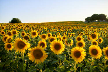 Gelbe Sonnenblumen blühen auf einem Feld bei Sonnenuntergang - KIJF04006