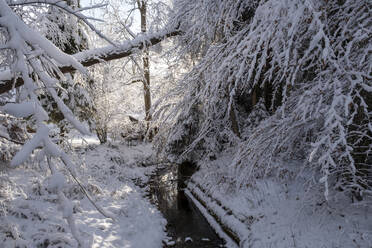 Bach inmitten von schneebedeckten Bäumen im Wald - LBF03533
