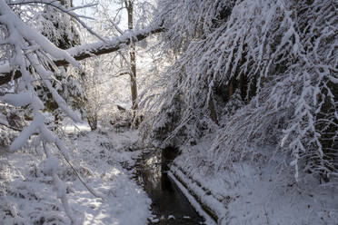 Stream amidst snow covered trees in forest - LBF03533