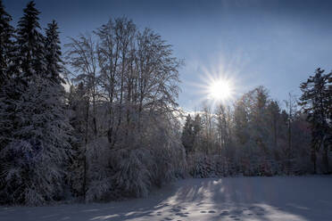 Bäume mit Schnee bedeckt an einem sonnigen Tag - LBF03534