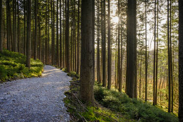 Fußweg inmitten eines Baumstamms im Wald - LBF03537