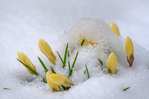 Schneebedeckte gelbe Krokusblüte - LBF03538