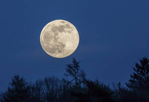 Der Vollmond leuchtet in der Nacht über den Silhouetten der Bäume - THGF00084