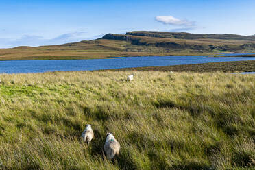 UK, Scotland, Sheep grazing on grassy shore of Loch Leathan - RUNF04576