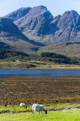 Vereinigtes Königreich, Schottland, Schafe grasen in der Nähe des Ufers von Loch Slapin mit den Black Cuillin Bergen im Hintergrund - RUNF04584