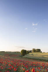 Sky over poppies blooming in countryside meadow at dusk - ASCF01587