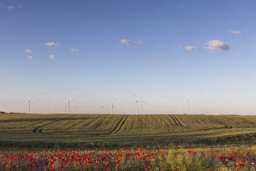 Feld auf dem Lande im Sommer mit Windkraftanlagen im Hintergrund - ASCF01593