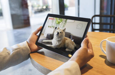 Geschäftsfrau beobachtet Hund durch Überwachungs-Live-Streaming auf digitalem Tablet im Café - JCCMF03040