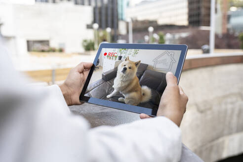 Geschäftsfrau beobachtet Hund auf digitalem Tablet zu Hause - JCCMF03066